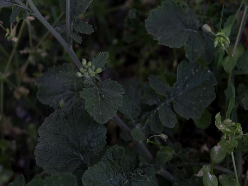 Da determinare 3 - Sinapis sp.